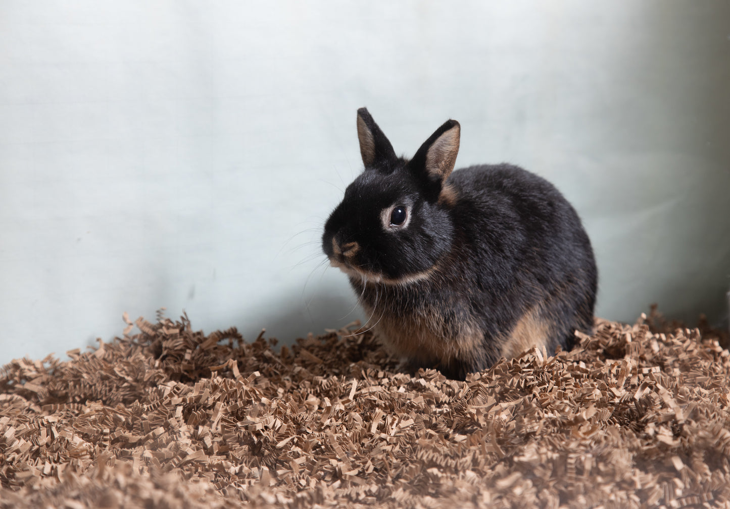 ECO BEDDING® 99% Dust-Free Paper Bedding for Small Pets & Birds – Eco Natural, 3 lb (Expands to 60L)