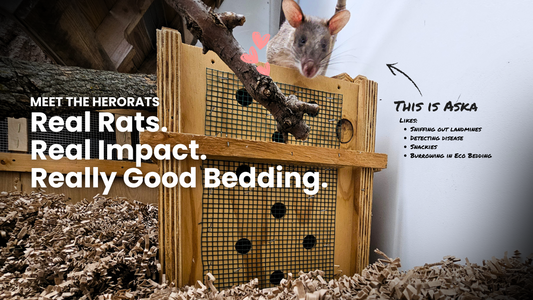 HeroRat in enclosure with Eco Bedding. Text reads Meet the herorats: real rats. real impact. really good bedding.  