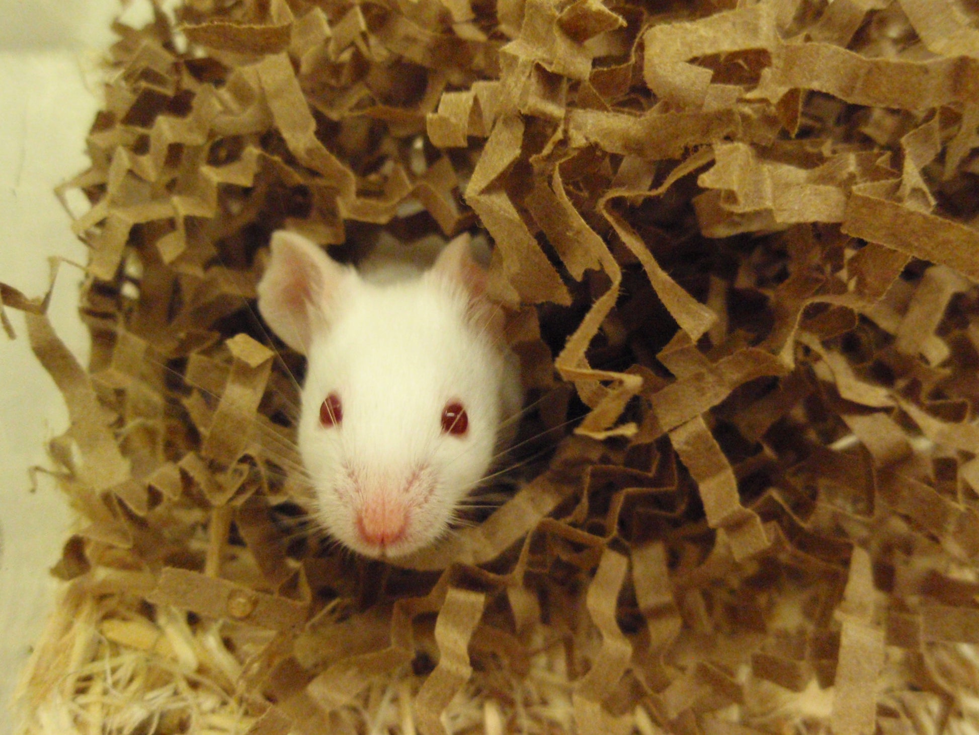 ECO BEDDING® 99% Dust-Free Paper Bedding for Small Pets – Eco