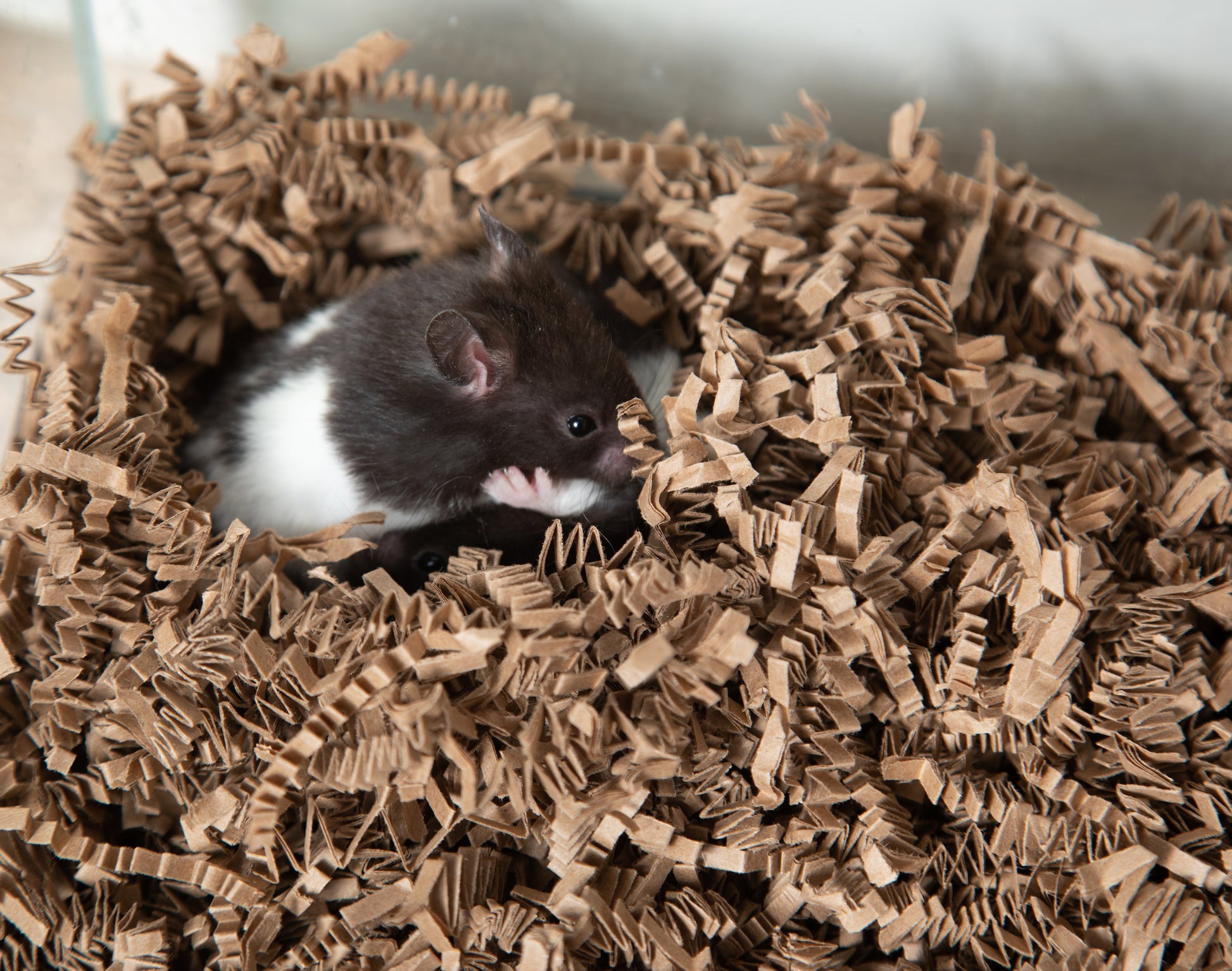 ECO BEDDING® 99% Dust-Free Paper Bedding for Small Pets – Eco